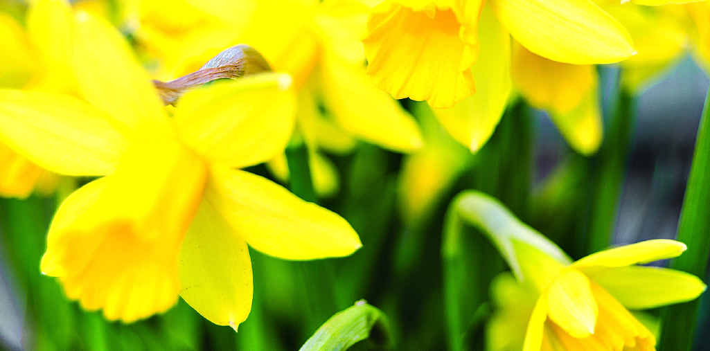 Plant bulbs now for late winter and spring blooms. Plant bulbs now for late winter and spring blooms.